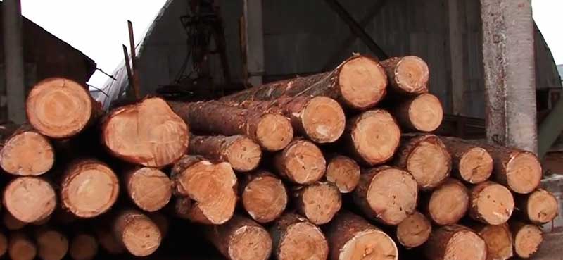 физико механические свойства древесины