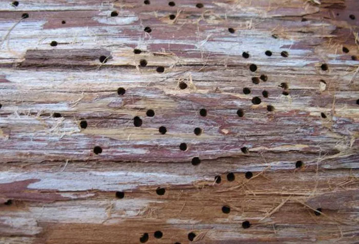 антисептик от насекомых для древесины