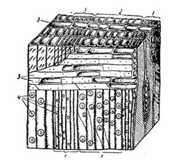 особенности строения клеток древесины