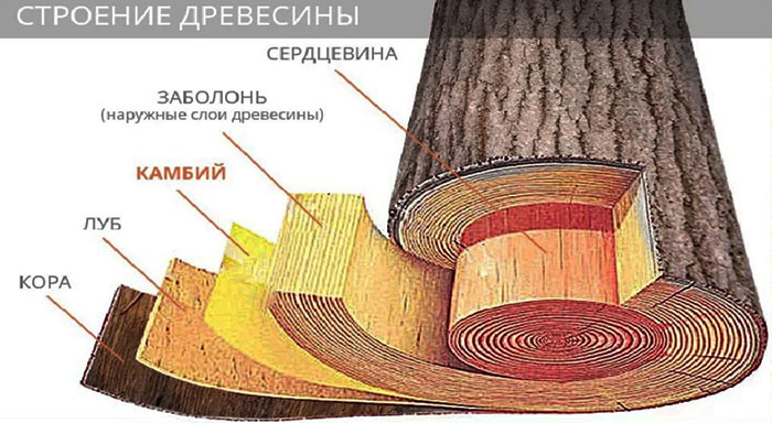 строение древесины главные разрезы ствола