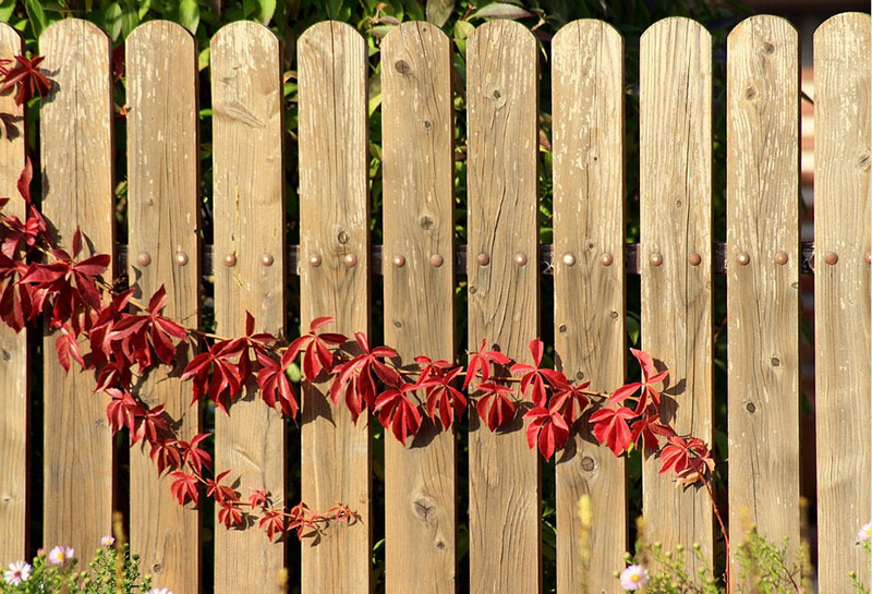 фото деревянный забор