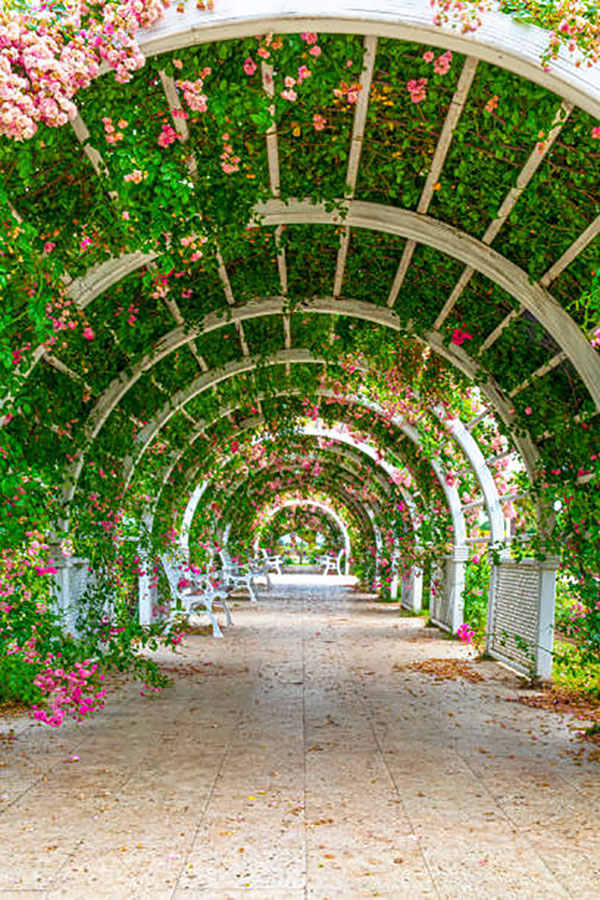 арка украшенная розами